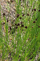 Juncus mertensianus