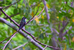 Lampornis viridipallens