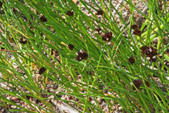 Juncus mertensianus