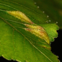 Phylloxera caryaevenae