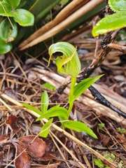 Pterostylis patens