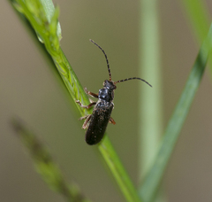Cantharis flavilabris