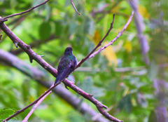 Lampornis viridipallens