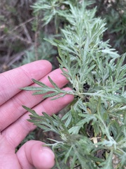 Artemisia palmeri