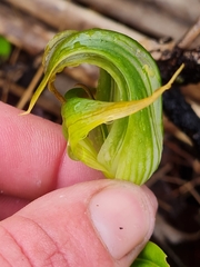 Pterostylis patens
