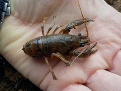 Procambarus