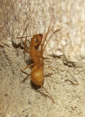 Camponotus festinatus