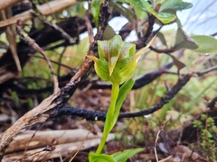 Pterostylis patens