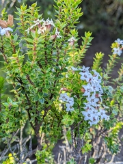 Epacris heteronema