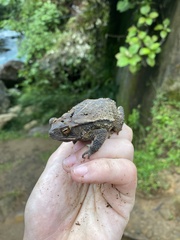 Incilius melanochlorus