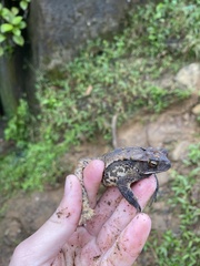 Incilius melanochlorus
