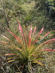 Bromelia pinguin