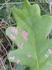 Tischeria ekebladella