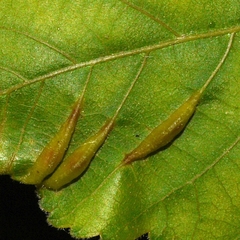 Phylloxera caryaevenae