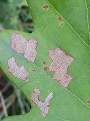 Tischeria ekebladella