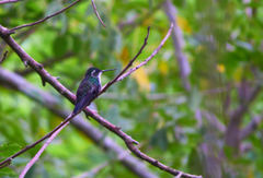 Lampornis viridipallens