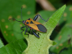Sagotylus confluens