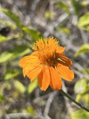 Adenophyllum aurantium