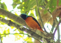 Chlorophonia elegantissima