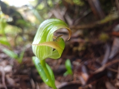 Pterostylis patens