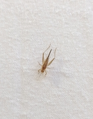 Trigonidiidae