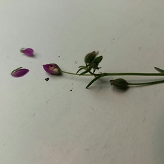 Spergularia purpurea