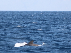 Globicephalinae