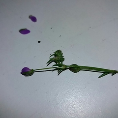 Spergularia purpurea