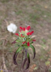 Castilleja arvensis