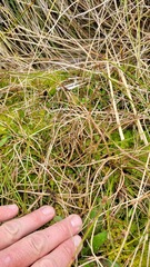 Carex edgariae