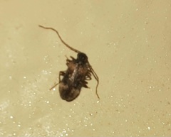 Ptinus
