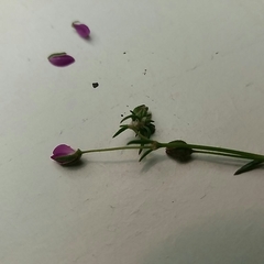 Spergularia purpurea