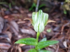 Pterostylis patens