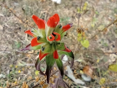 Castilleja arvensis