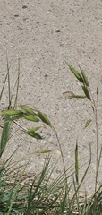 Bromus japonicus