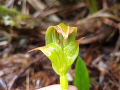 Pterostylis patens