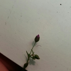 Spergularia purpurea