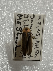 Photinus pyralis