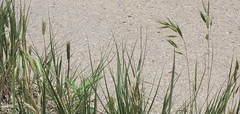 Bromus japonicus