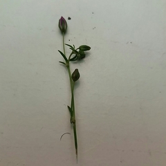 Spergularia purpurea