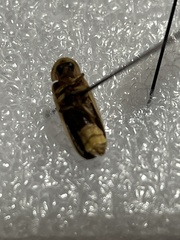Photinus pyralis