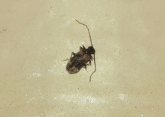 Ptinus