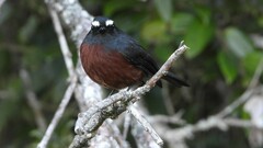 Ochthoeca cinnamomeiventris