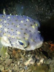 Dicotylichthys punctulatus