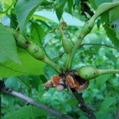 Phylloxera subelliptica