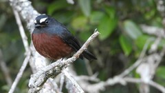 Ochthoeca cinnamomeiventris