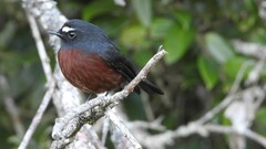 Ochthoeca cinnamomeiventris