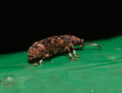 Eucorynus crassicornis