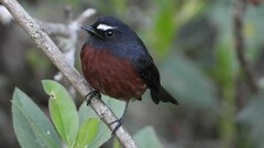 Ochthoeca cinnamomeiventris