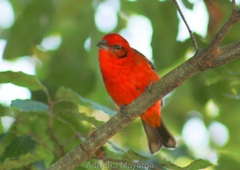 Piranga bidentata